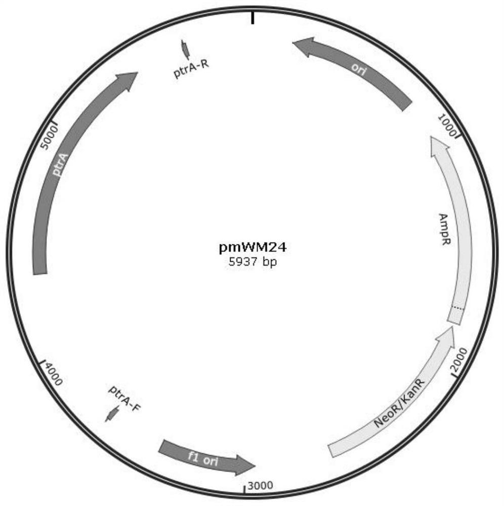 Recombinant aspergillus terreus strain for producing itaconic acid as well as construction method and application of recombinant aspergillus terreus strain