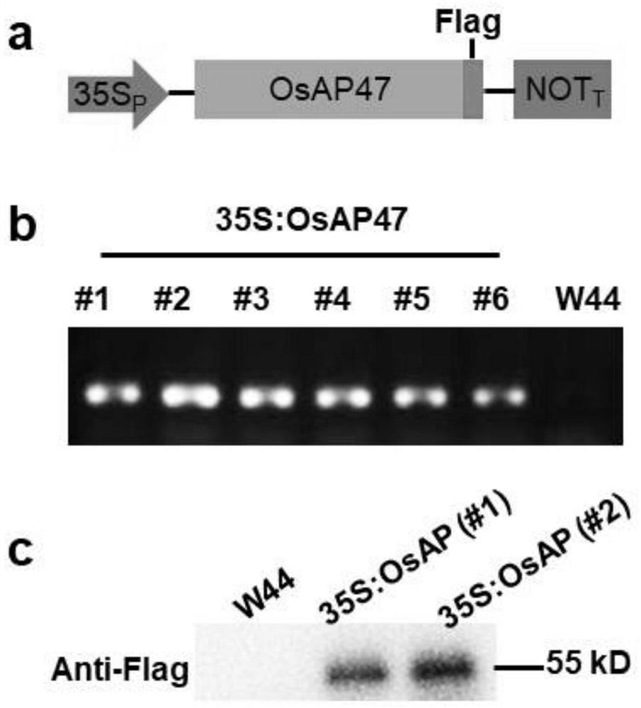 A kind of rice resistance-related gene and its application