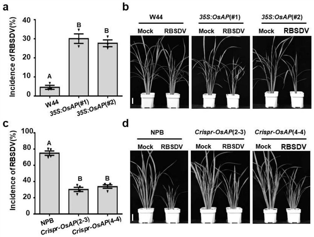 A kind of rice resistance-related gene and its application