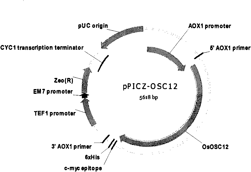 Isoarborinol synthesis related protein, and coding gene and application thereof