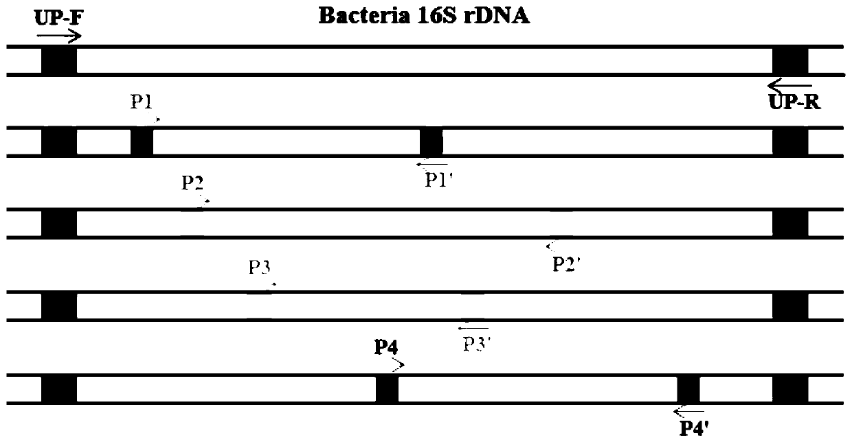 Method for detecting various microorganisms by integrated multiple nest type PCR one-step method