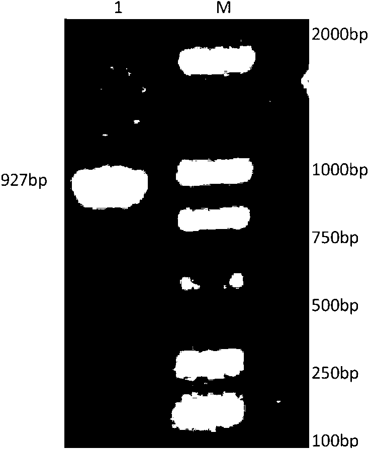 Application of siniperca chuatsi ISKNV (Infectious Spleen and Kidney Necrosis Virus) ORF093 protein