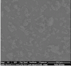 Stable propyl gallate crystal form and preparation method thereof