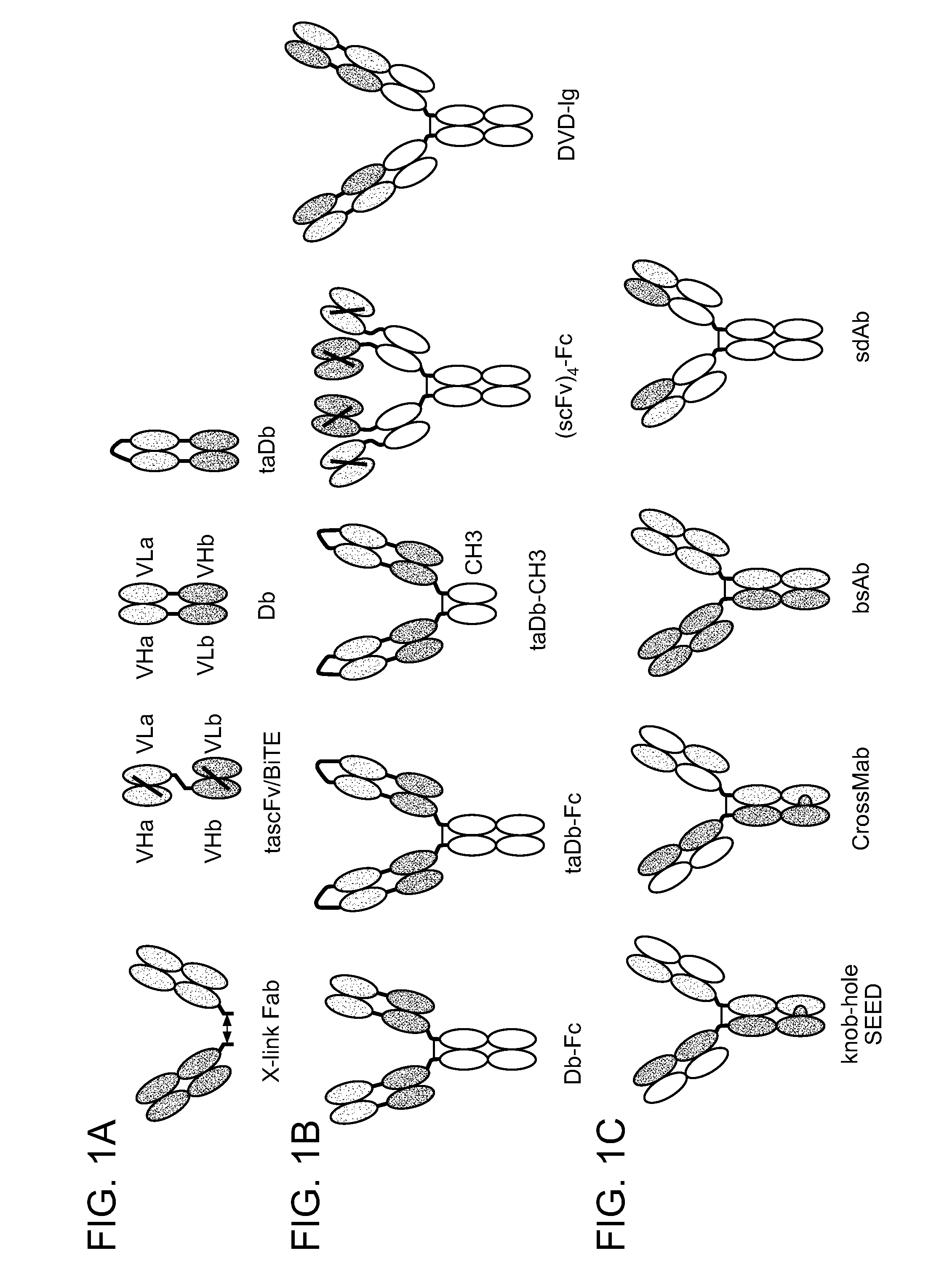 Methods For The Generation Of Multispecific And Multivalent Antibodies