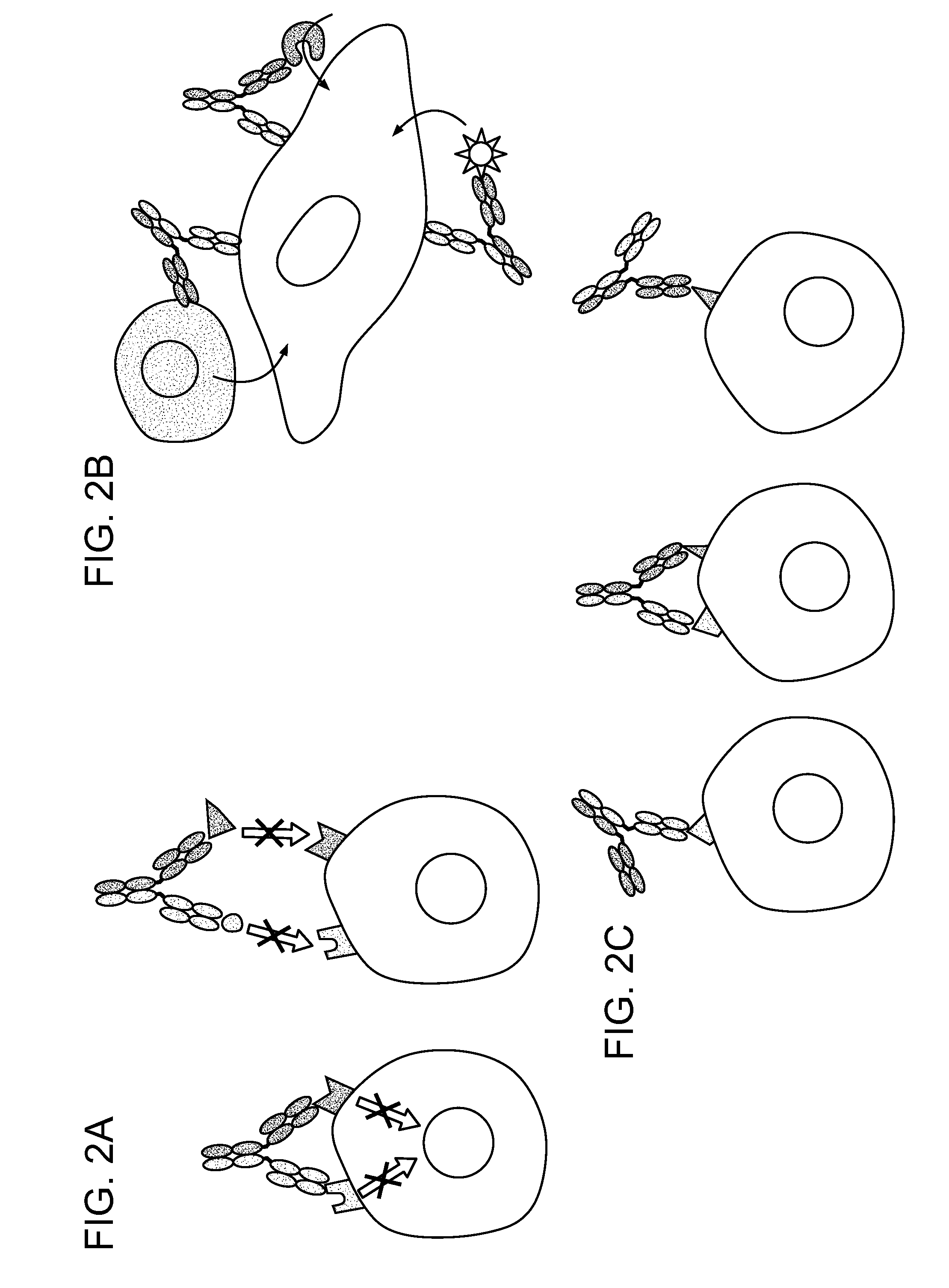 Methods For The Generation Of Multispecific And Multivalent Antibodies