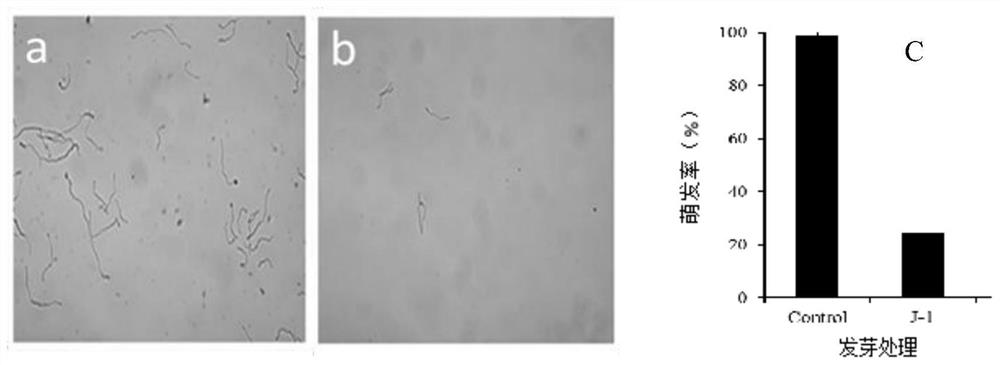 Bacillus velezensis as well as application and preparation thereof