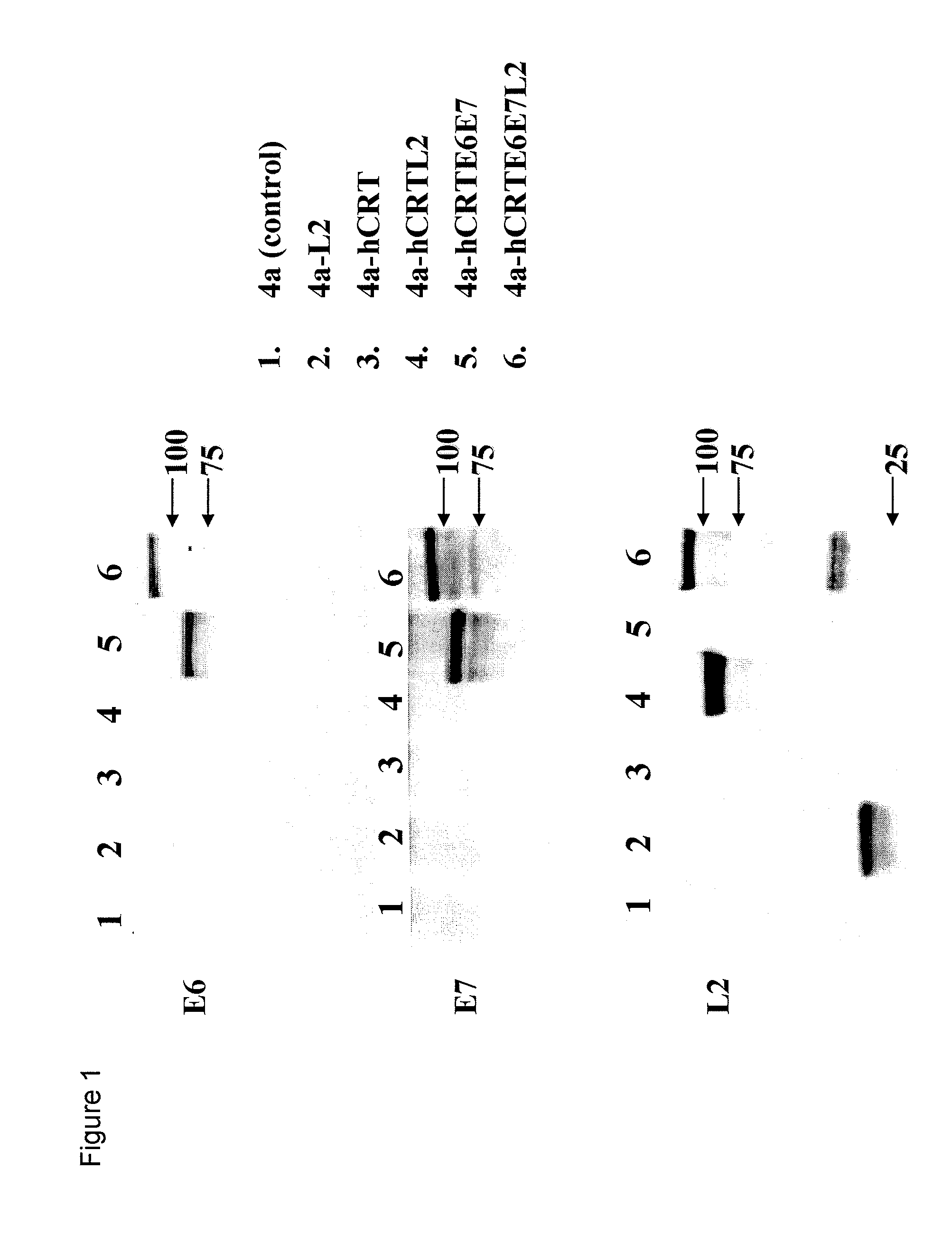 HPV DNA Vaccines and Methods of Use Thereof