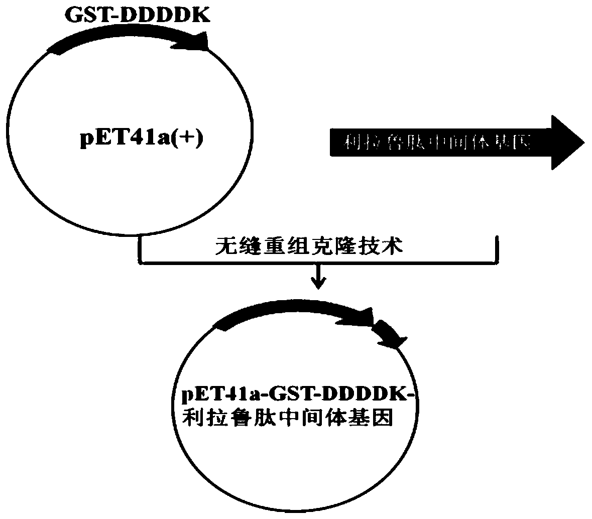 Preparation method of liraglutide intermediate polypeptide by genetic recombination
