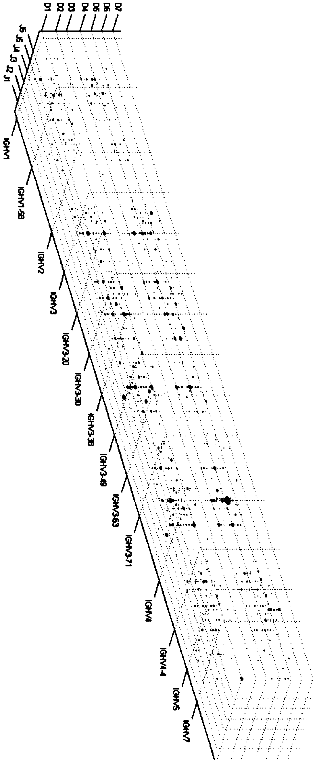 Method for carrying out high-throughput sequencing on TCR (T cell receptor) or BCR (B cell receptor) and method for correcting multiplex PCR (polymerase chain reaction) primer deviation by utilizing tag sequences
