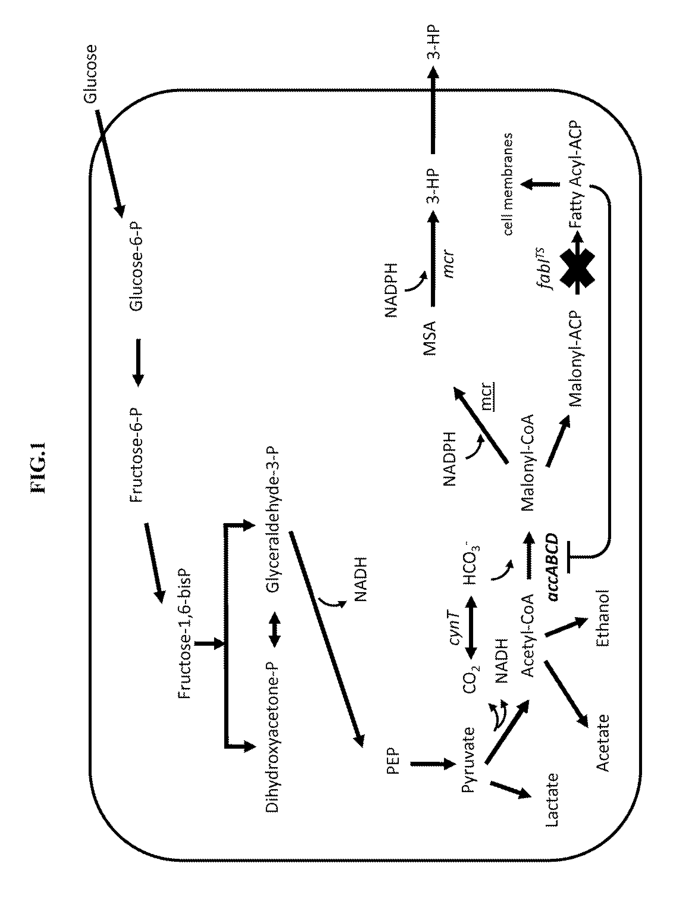 Methods for producing 3-hydroxypropionic acid and other products