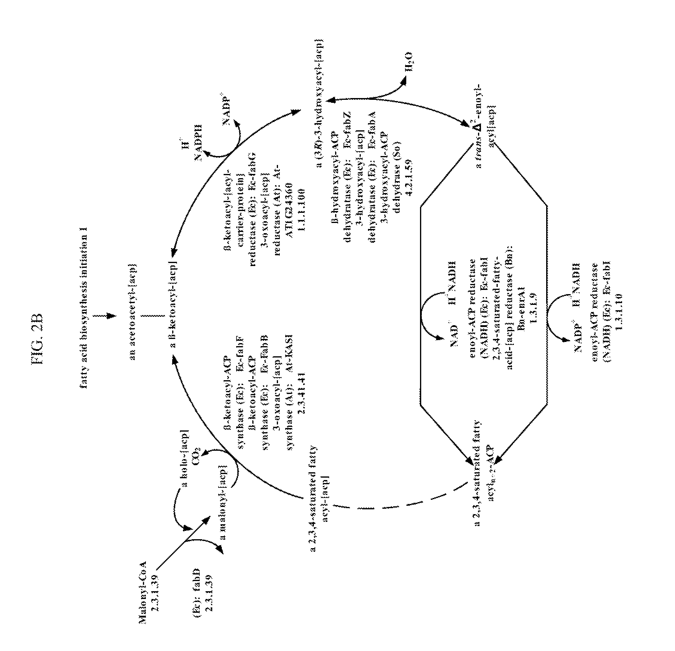Methods for producing 3-hydroxypropionic acid and other products