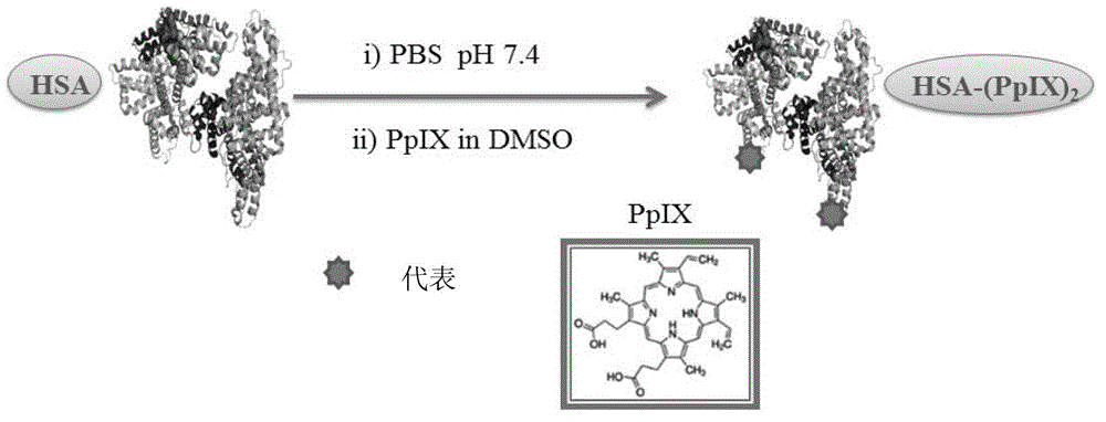 Tumor targeting photosensitizers and preparation methods and applications of photosensitizers