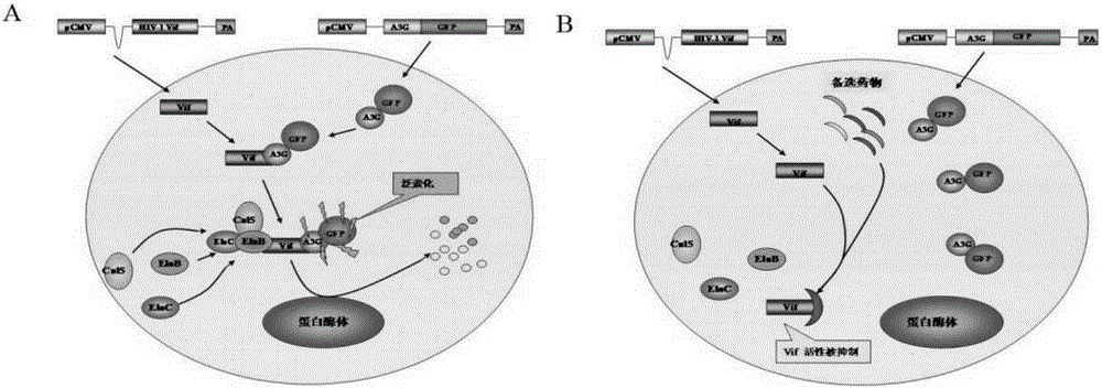 Application of Naphthalene-Pyridine Compounds in the Preparation of Anti-HIV-1 Virus Drugs