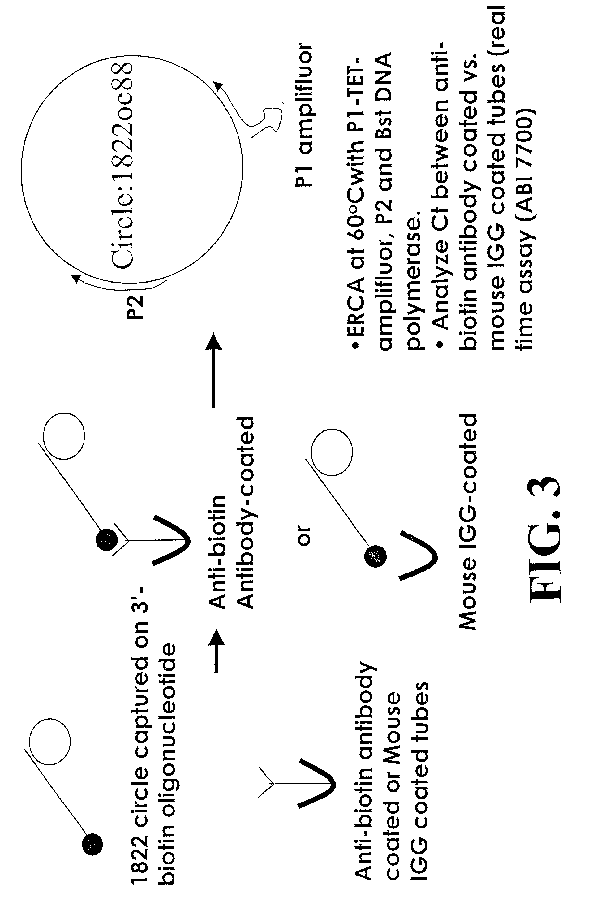 Detection method using dissociated rolling circle amplification