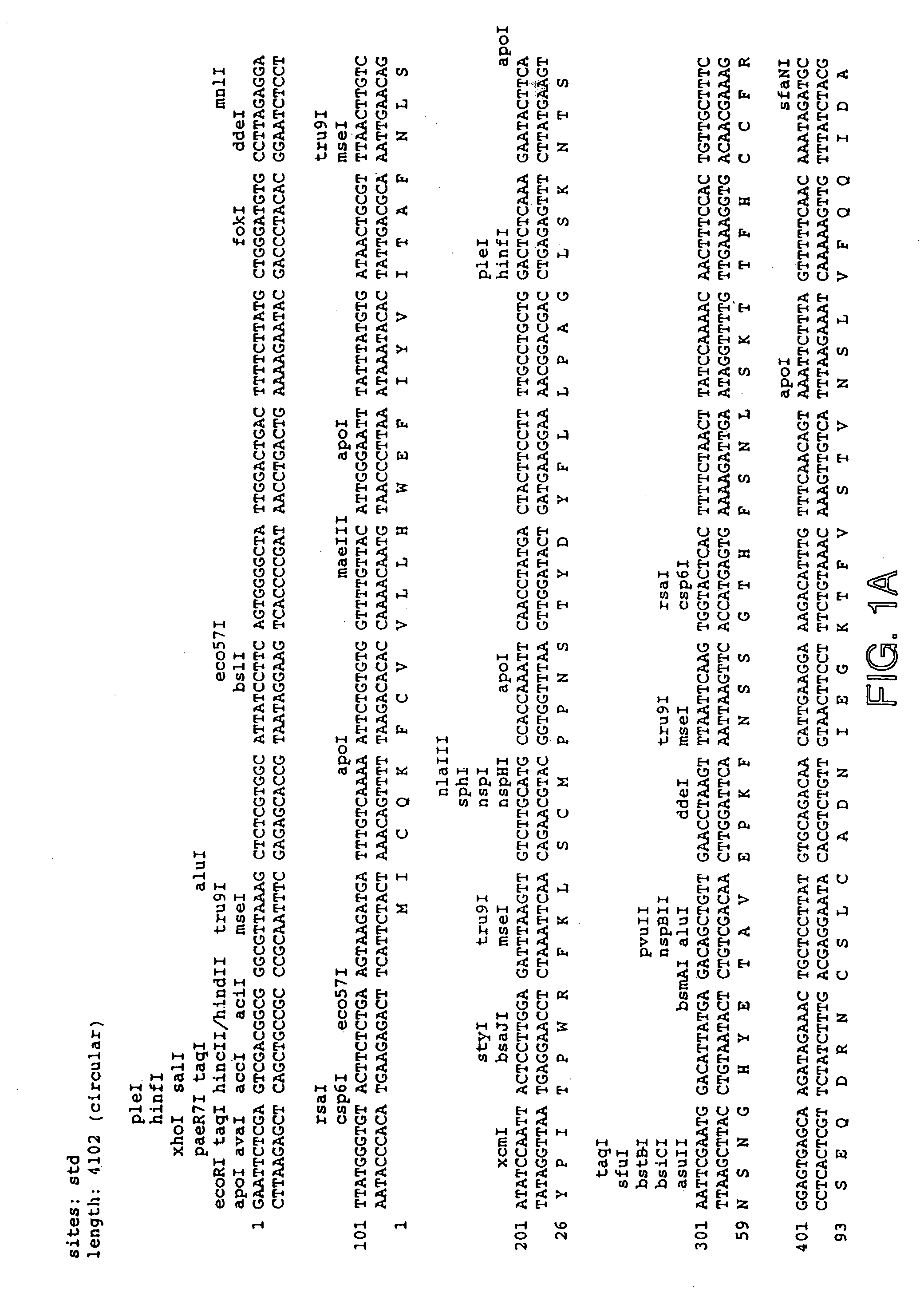 Method for enhancing proliferation or differentiation of a cell using OB protein