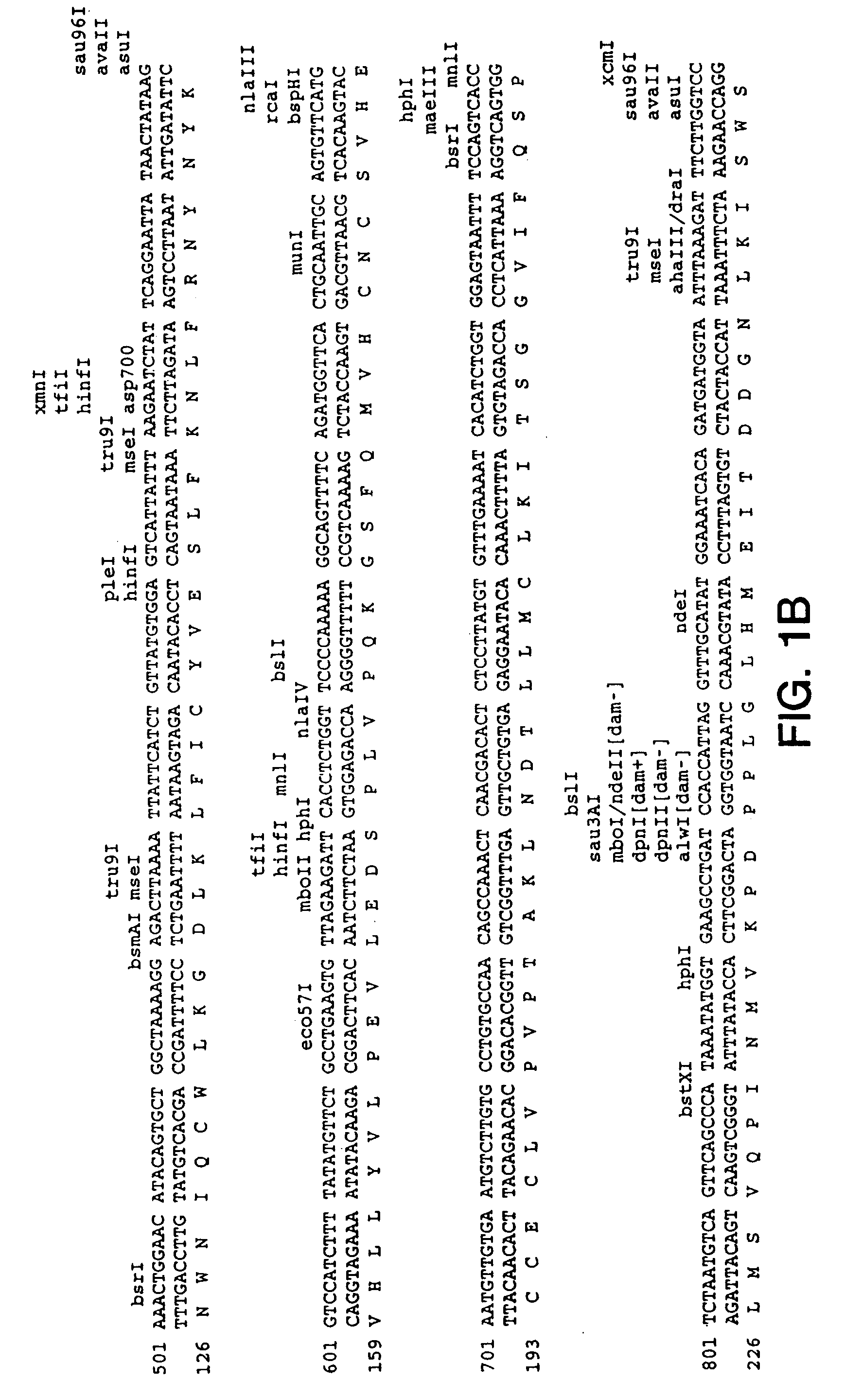 Method for enhancing proliferation or differentiation of a cell using OB protein