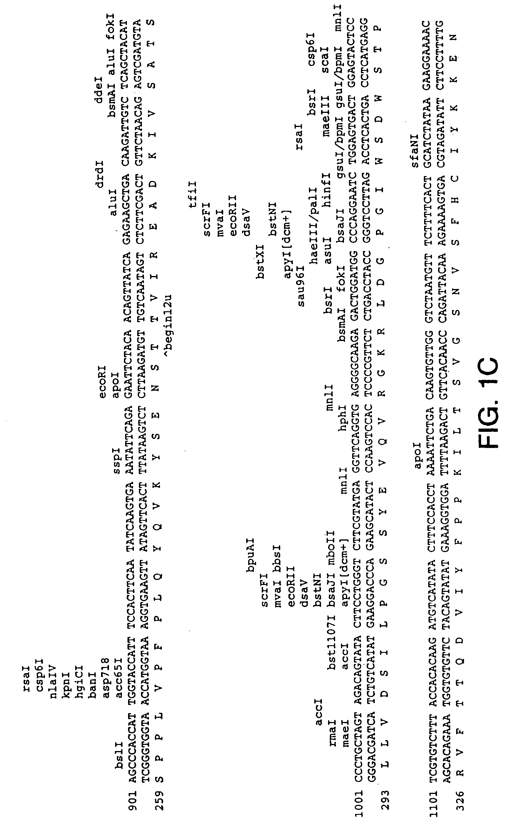 Method for enhancing proliferation or differentiation of a cell using OB protein