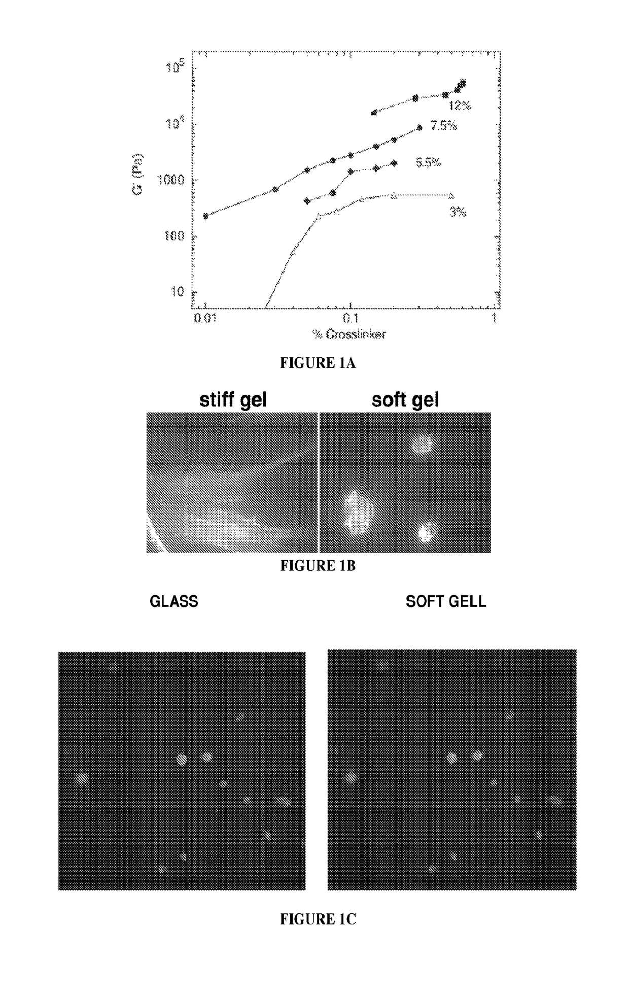 Low rigidity gels for MSC growth modulation