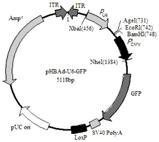 TNFR1 gene recombinant adenovirus and construction thereof