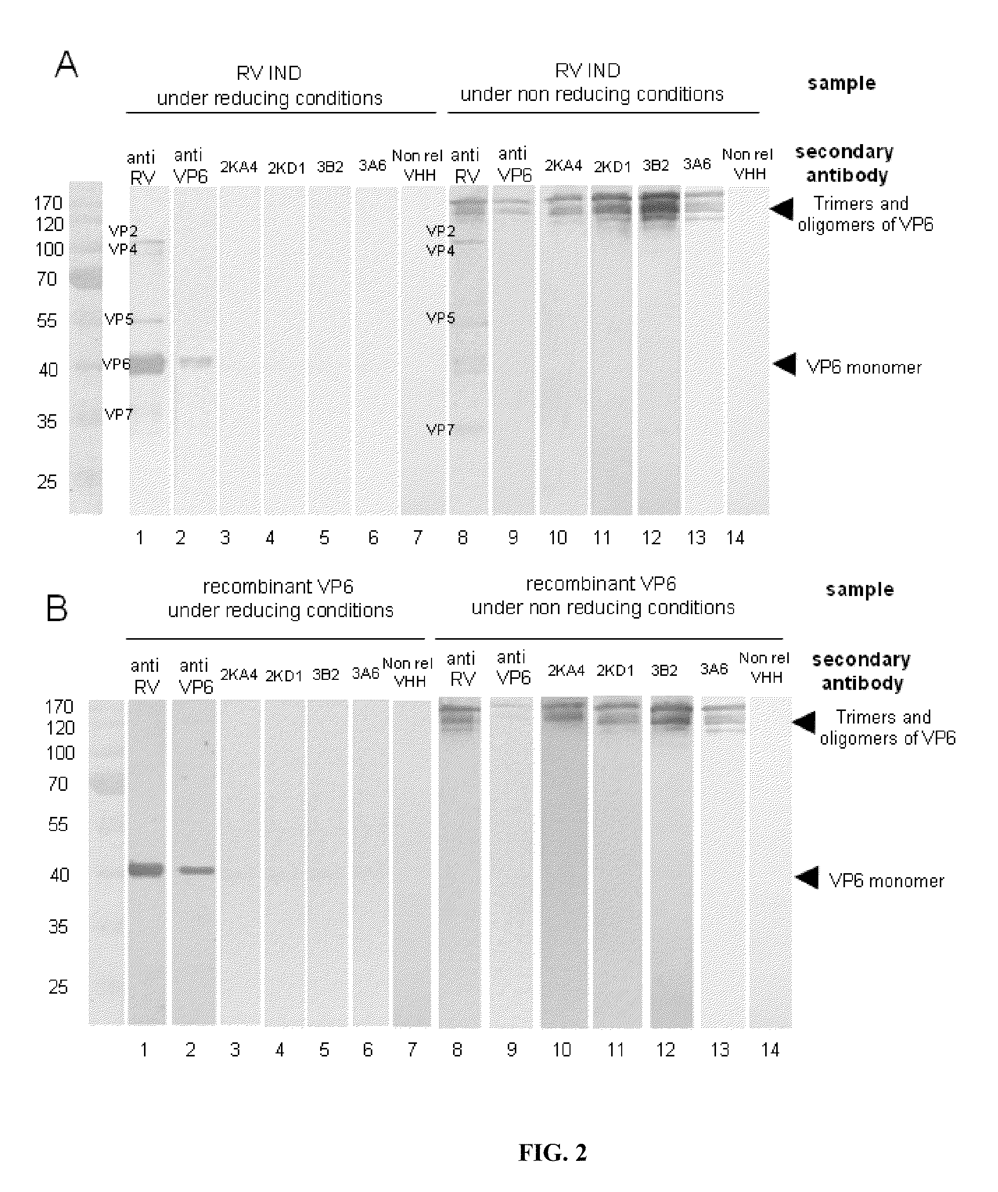 Monomeric VHH domain derived from anti-VP6 camelid antibodies, dimeric domain, immunisation method, rotavirus detection method, composition, prevention and treatment methods for rotavirus infections