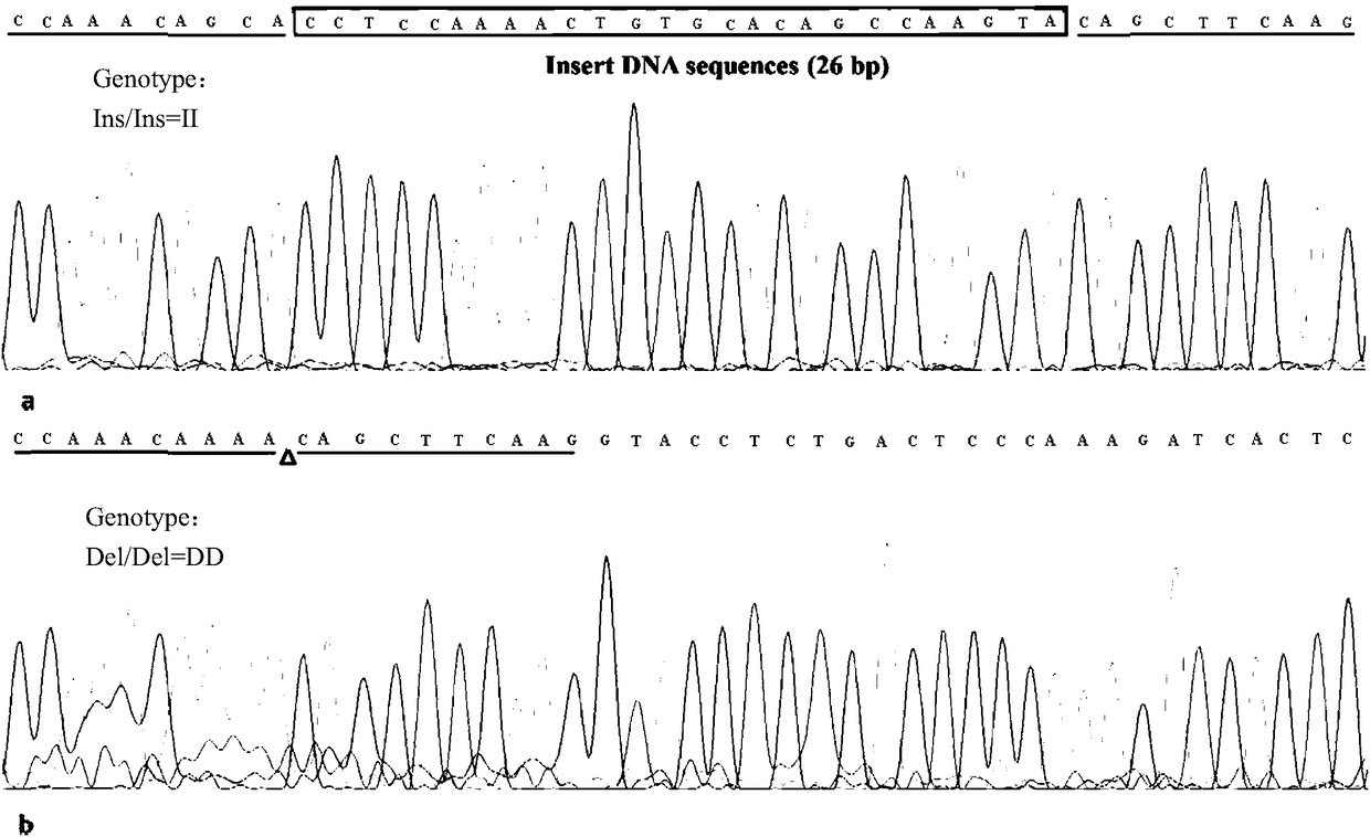 Method for detecting goat CTNNB1 gene insertion/deletion and application thereof