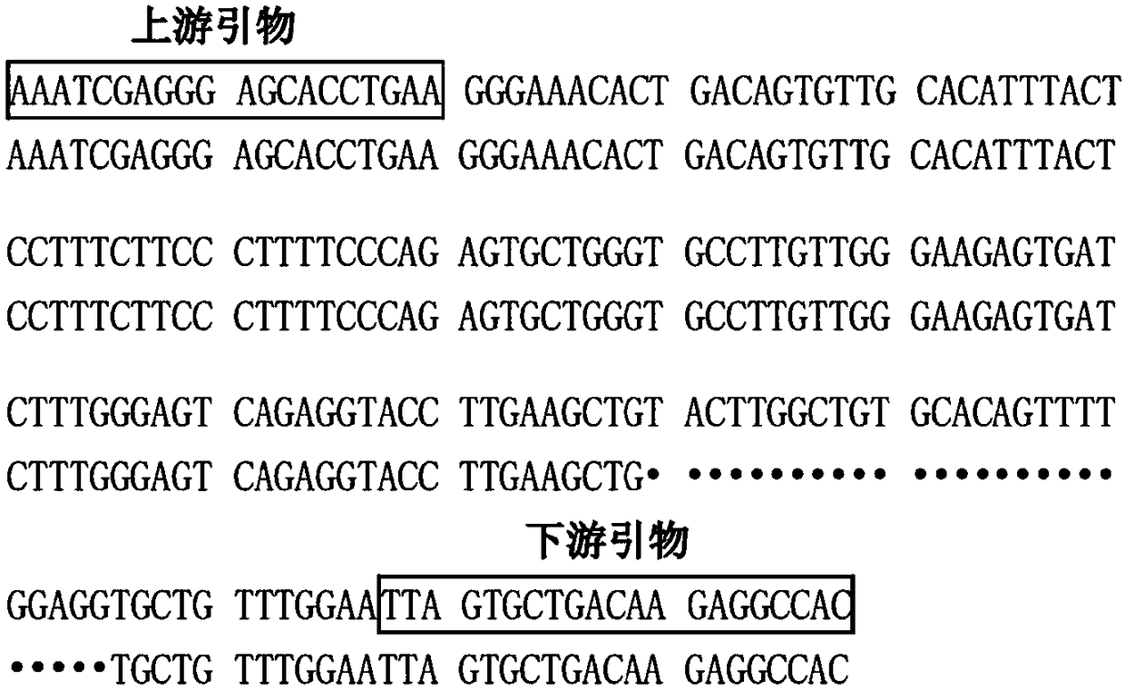 Method for detecting goat CTNNB1 gene insertion/deletion and application thereof