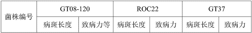 Method for measuring virulence of pathogenic bacteria of pokkah boeng