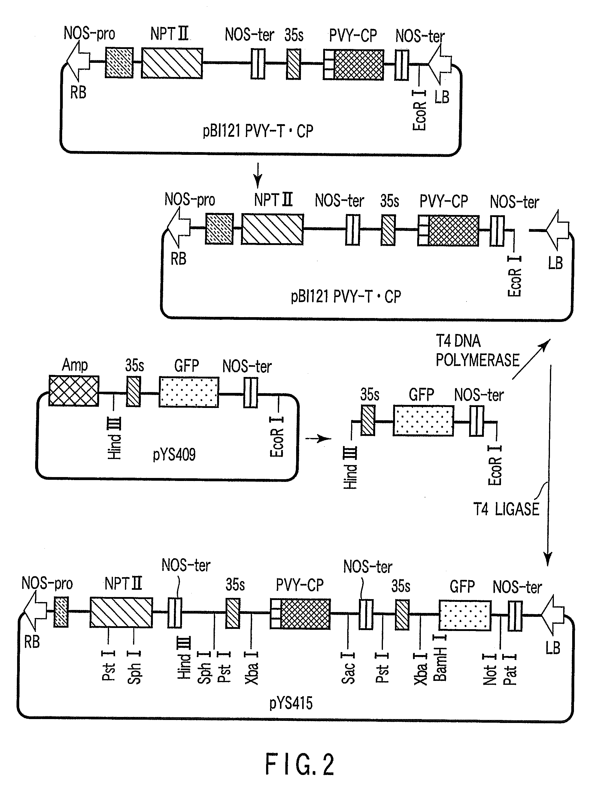 Gene silencing vector and gene silencing method using the same