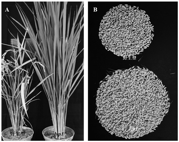 Application of gene LJP1 for controlling growth period of rice