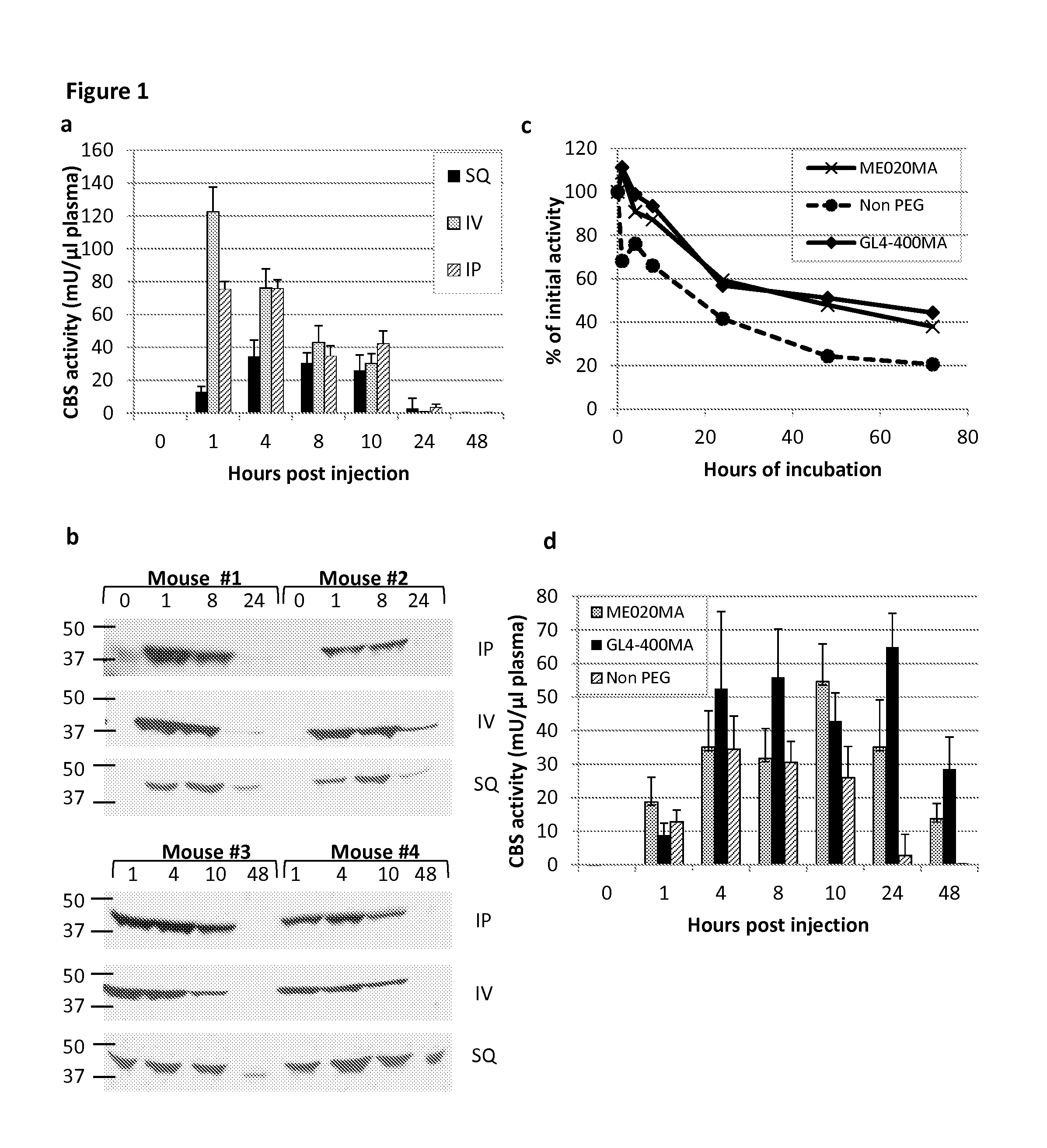 Chemically modified cystathionine beta-synthase enzyme for treatment of homocystinuria
