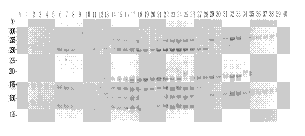 Molecule marking method for identifying tilapia nilotica, oreochromis aureus and hybridized fish thereof