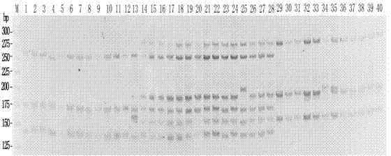 Molecule marking method for identifying tilapia nilotica, oreochromis aureus and hybridized fish thereof