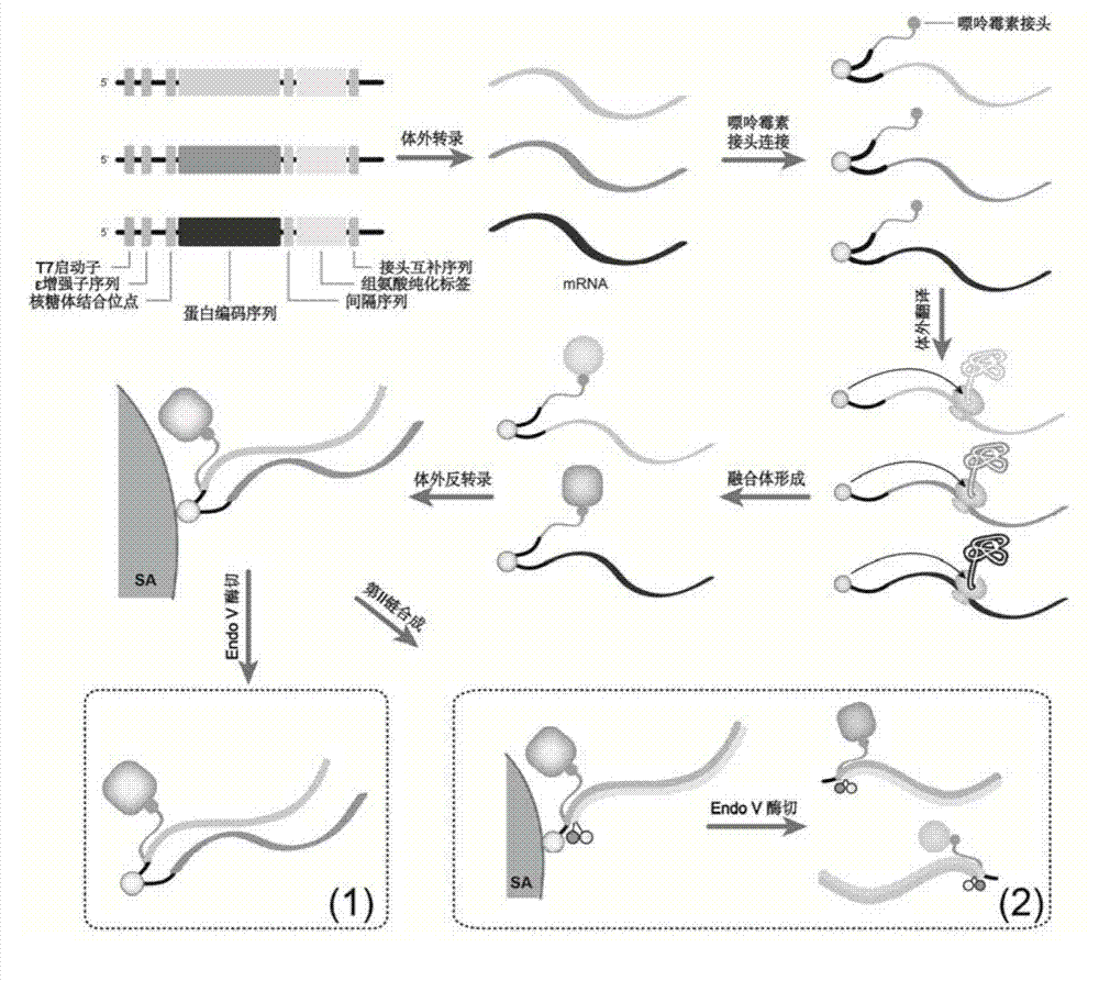 Method for determining transcriptional control complex