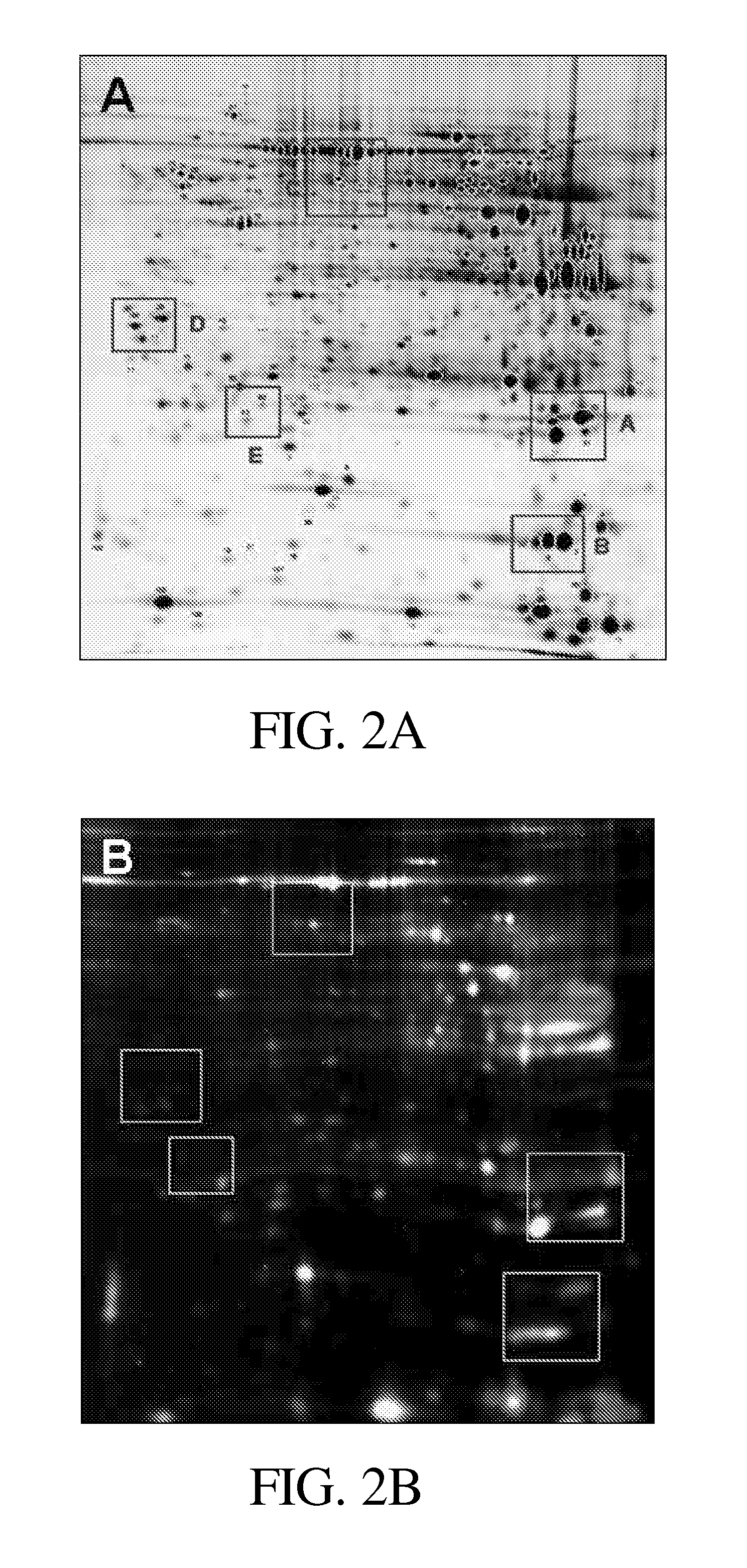 Protein markers for detecting liver cancer and method for identifying the markers thereof
