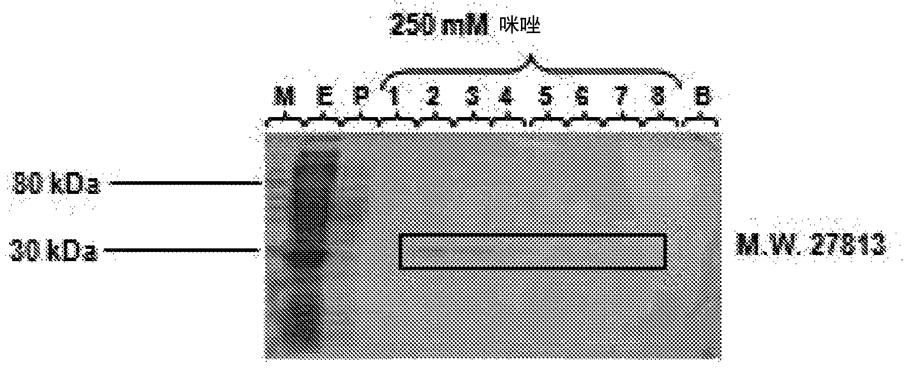Method for producing polypeptide fragment with high efficiency, which is suitable for NCL method