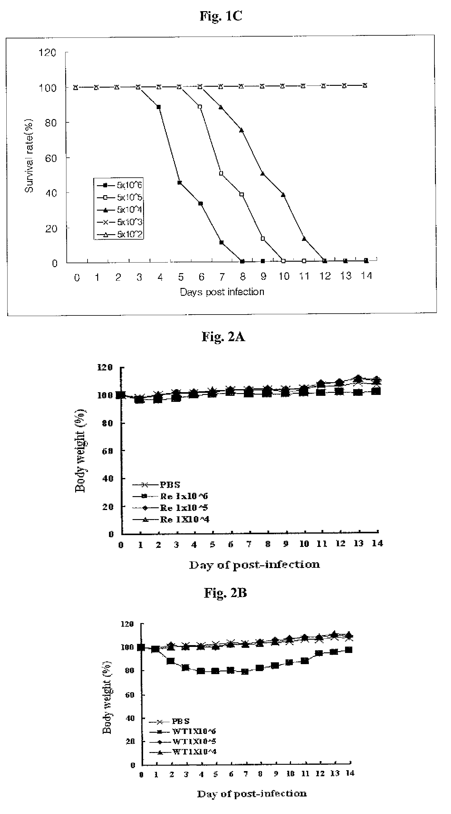 Attenuated influenza virus and a live vaccine comprising the same