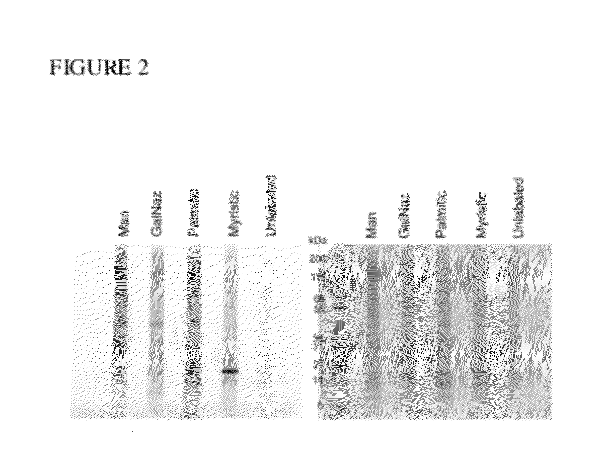 Anti-Viral Azide Containing Compounds