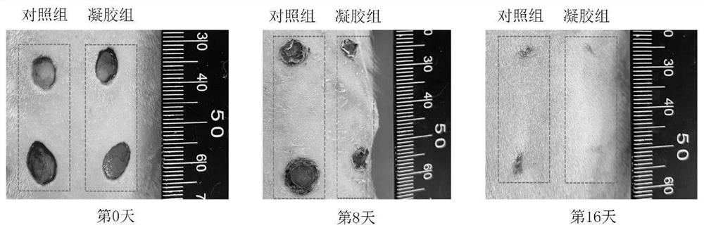 Cornu cervi pantotrichum polypeptide monomer gel preparation for promoting wound healing and preparation method thereof