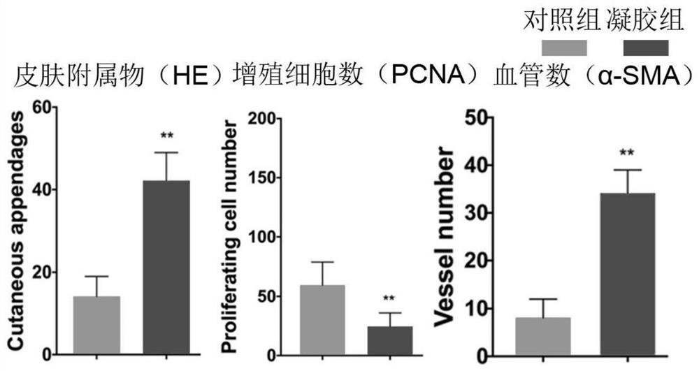 Cornu cervi pantotrichum polypeptide monomer gel preparation for promoting wound healing and preparation method thereof