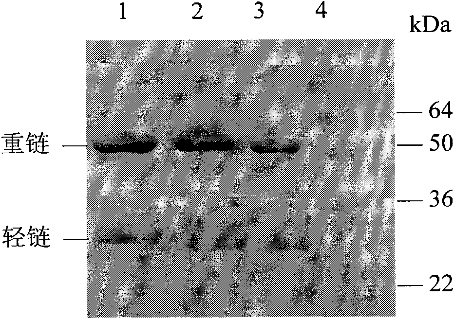 Anti-anthrax lethal factor chimeric monoclonal antibody, and preparation method and application thereof