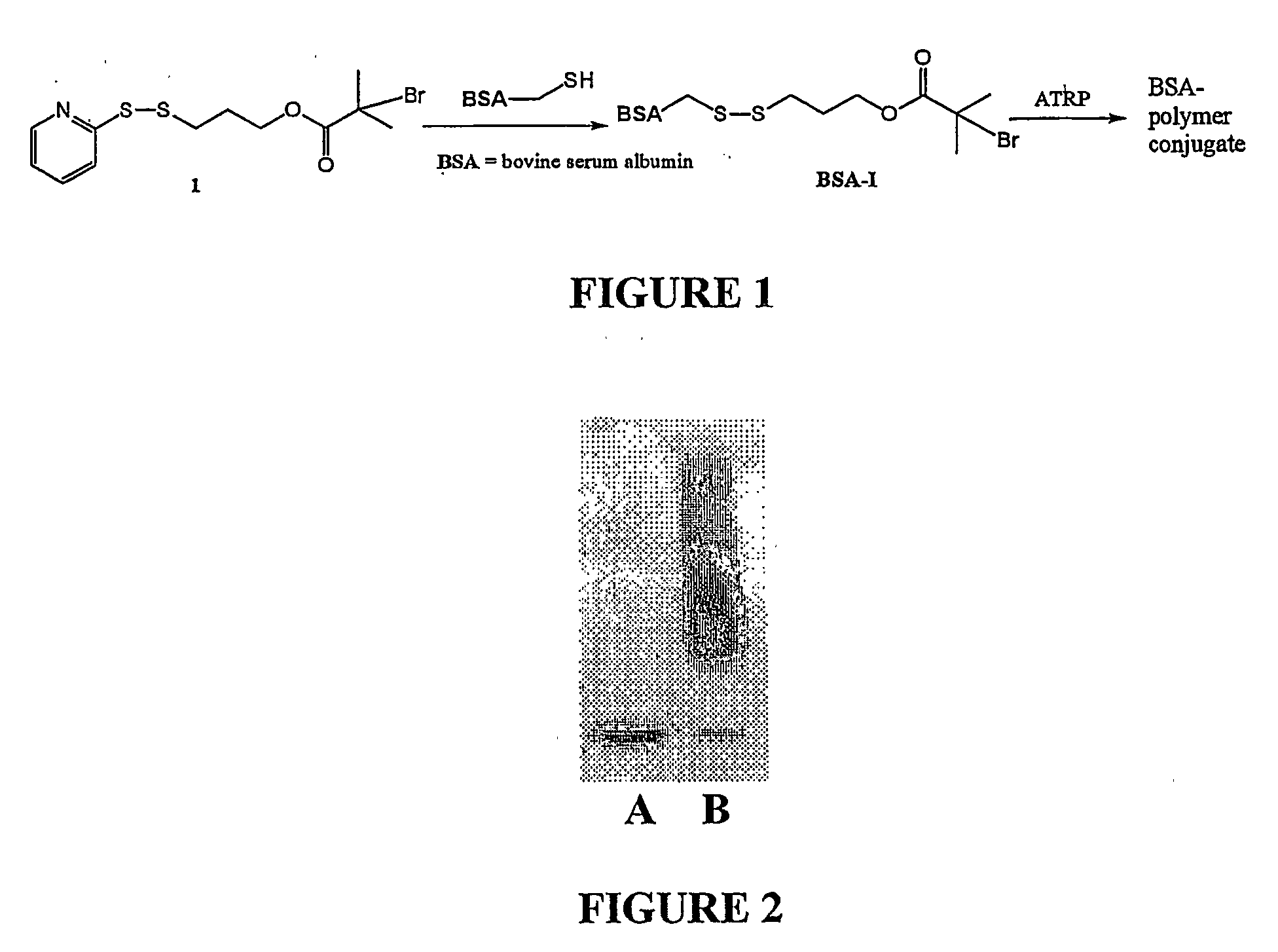 Biomacromolecule Polymer Conjugates