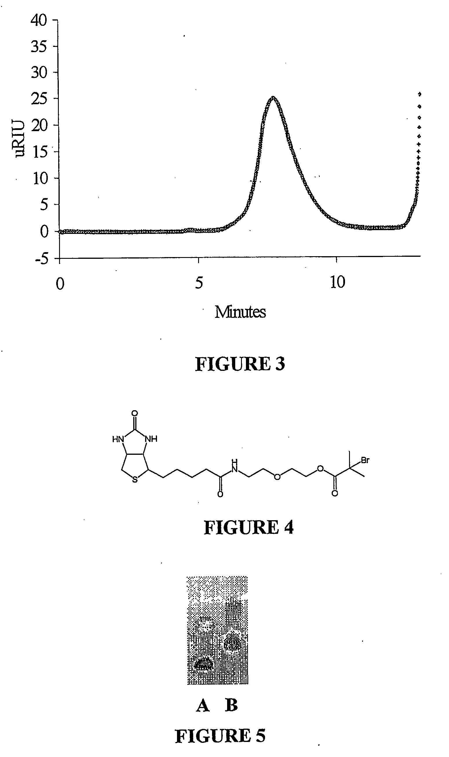 Biomacromolecule Polymer Conjugates