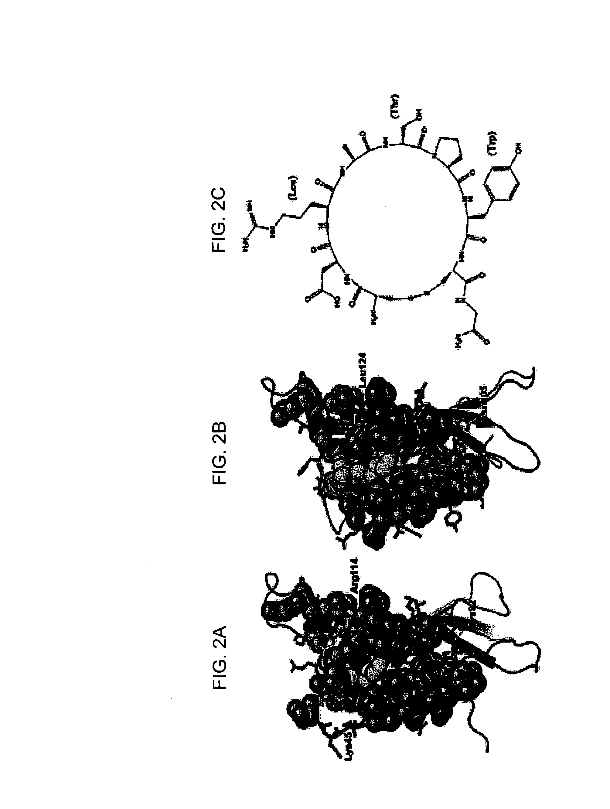 Peptide motifs for binding avidin or neutravidin