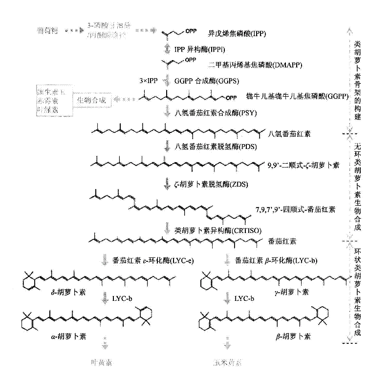 Method for enabling Dunaliella to accumulate high-content lycopene