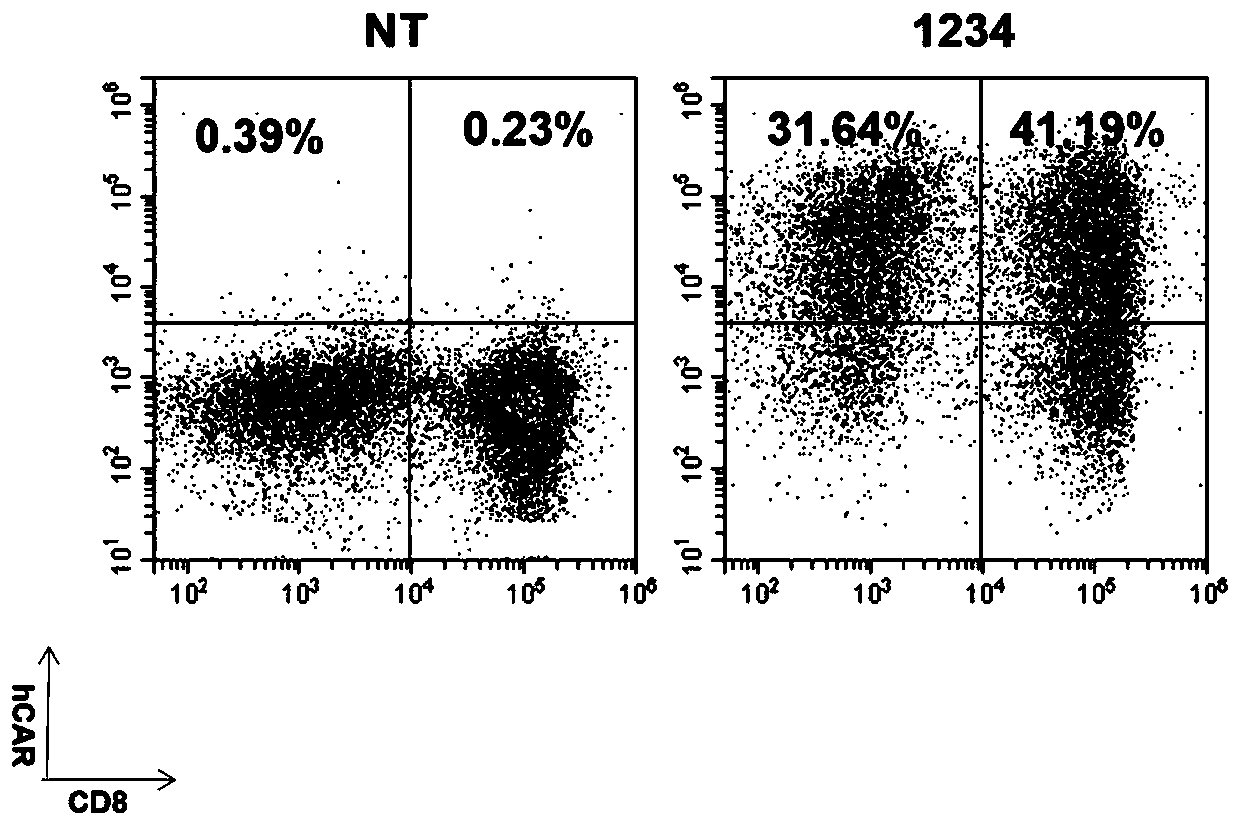 Inducible Fms-like tyrosine kinase 3 ligand (FLT3L) modified cells and application thereof