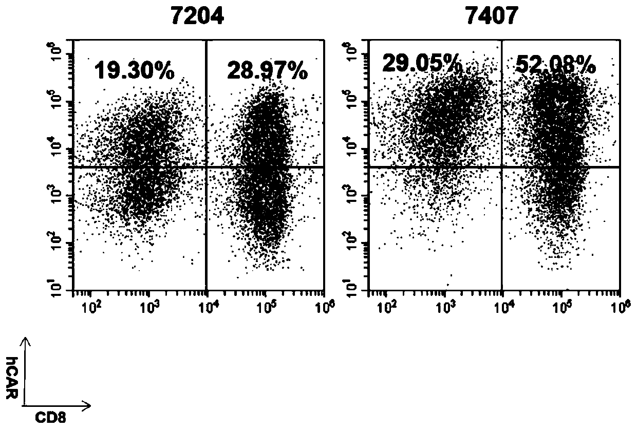 Inducible Fms-like tyrosine kinase 3 ligand (FLT3L) modified cells and application thereof