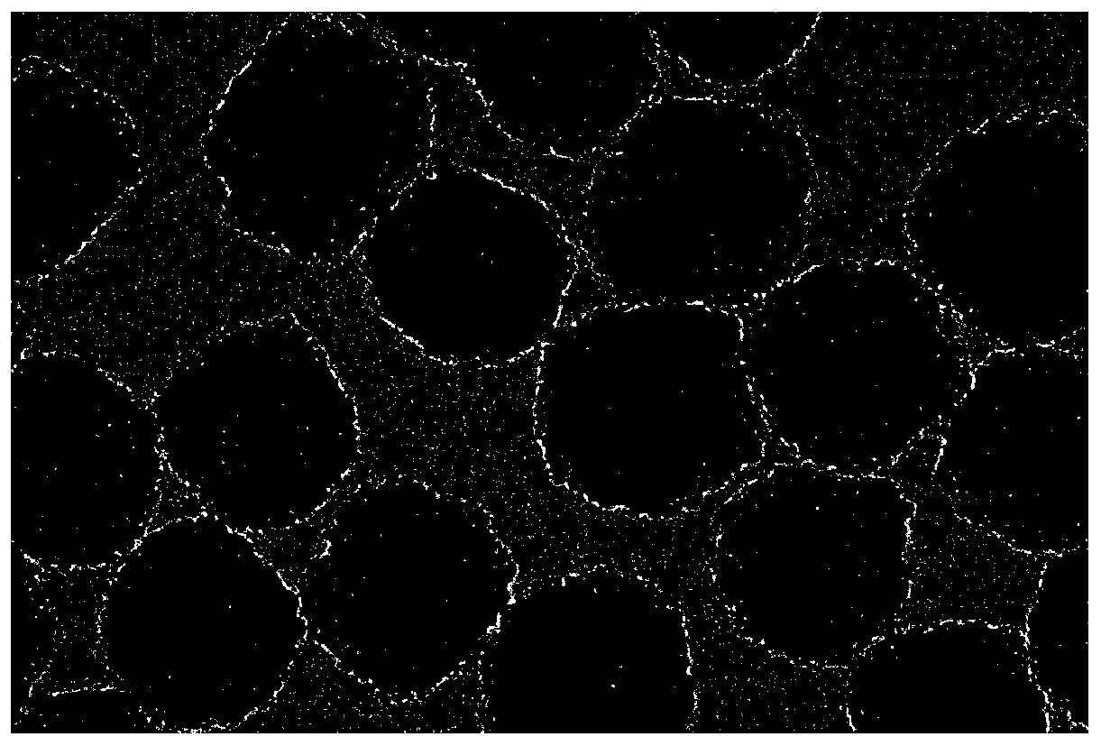 A biosensor for electrochemical detection of phosphorylated β-amyloid protein and its construction method