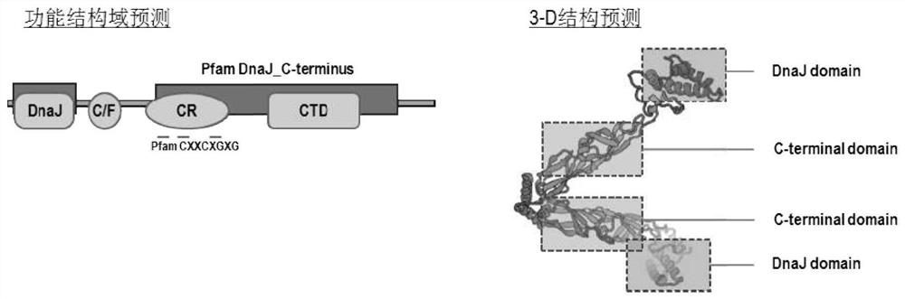 Litopenaeus vannamei Heat Shock Protein 40 Gene lvhsp40 and Its Application in Inhibiting Shrimp Ovary Development