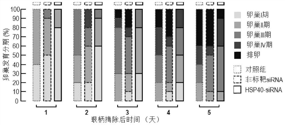 Litopenaeus vannamei Heat Shock Protein 40 Gene lvhsp40 and Its Application in Inhibiting Shrimp Ovary Development