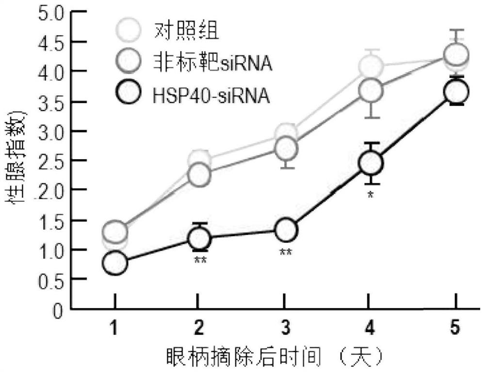 Litopenaeus vannamei Heat Shock Protein 40 Gene lvhsp40 and Its Application in Inhibiting Shrimp Ovary Development